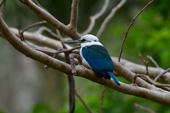 Mariana Kingfisher