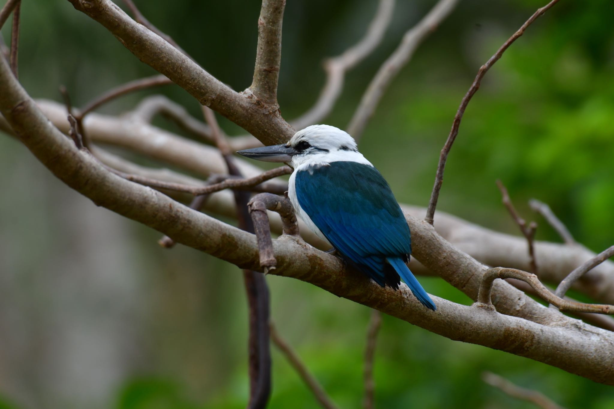 Photo of Mariana Kingfisher at Saipan by ひじき