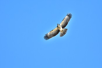 Crested Honey Buzzard Cape Irago Sun, 10/7/2018