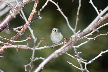 Goldcrest 東区近郊 Wed, 3/27/2024