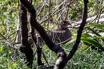 キジ 秋ヶ瀬公園 2024年3月27日(水)