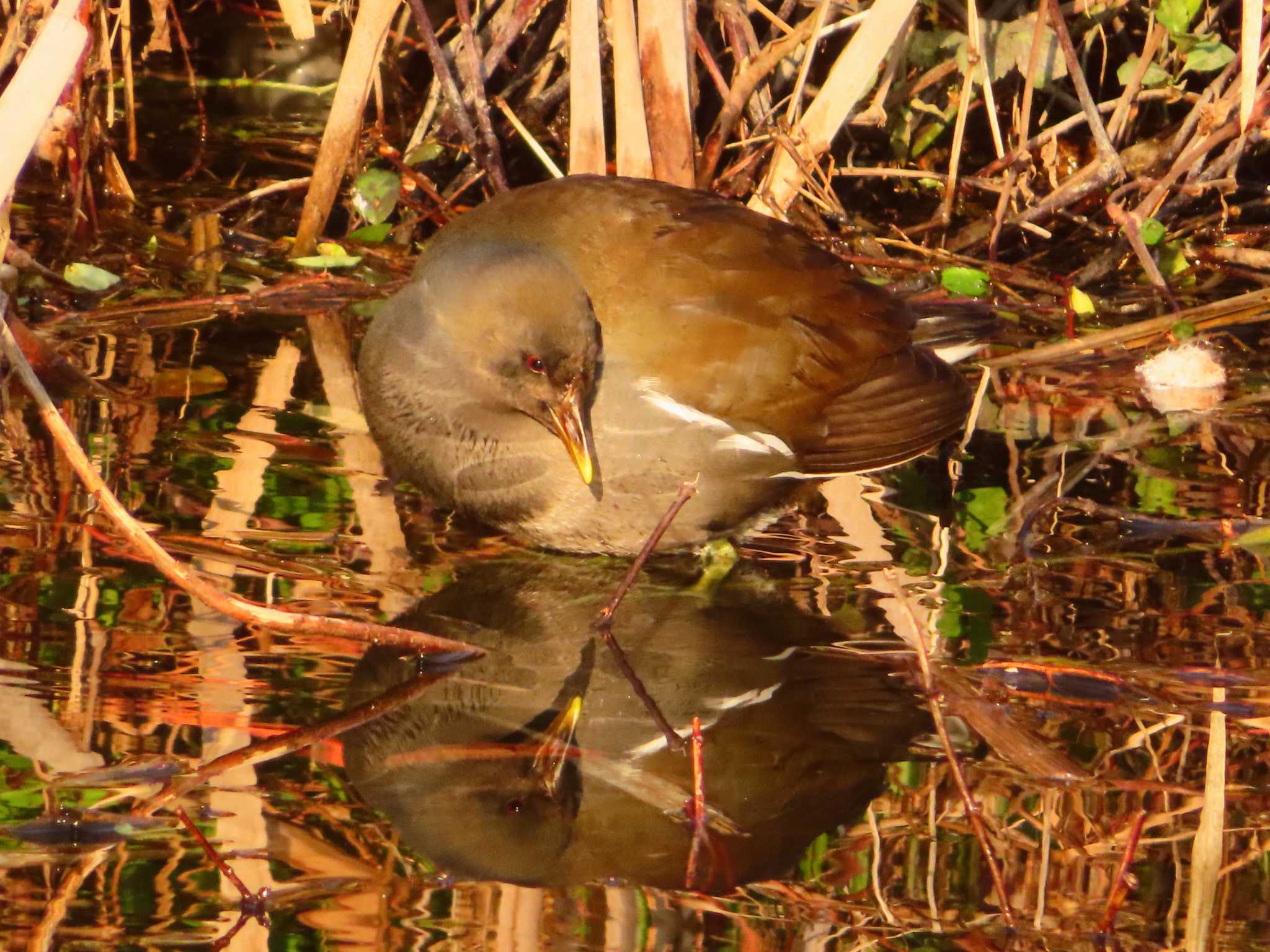 Common Moorhen