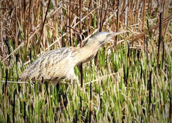 Eurasian Bittern Watarase Yusuichi (Wetland) Wed, 3/27/2024