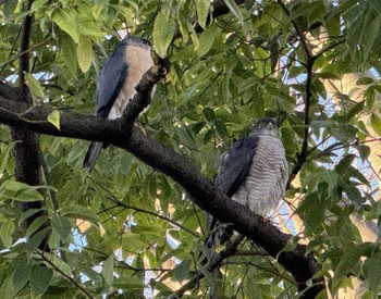 Wed, 3/27/2024 Birding report at MFχ(23区西部)