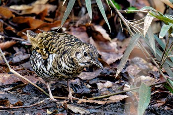 White's Thrush Kodomo Shizen Park Sun, 3/24/2024