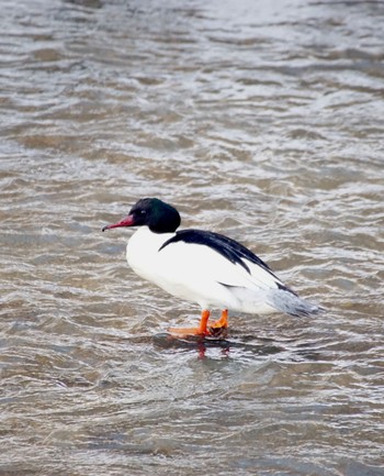 Common Merganser 真駒内川 Tue, 3/26/2024