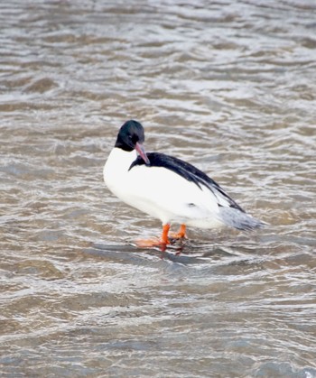 Common Merganser 真駒内川 Tue, 3/26/2024