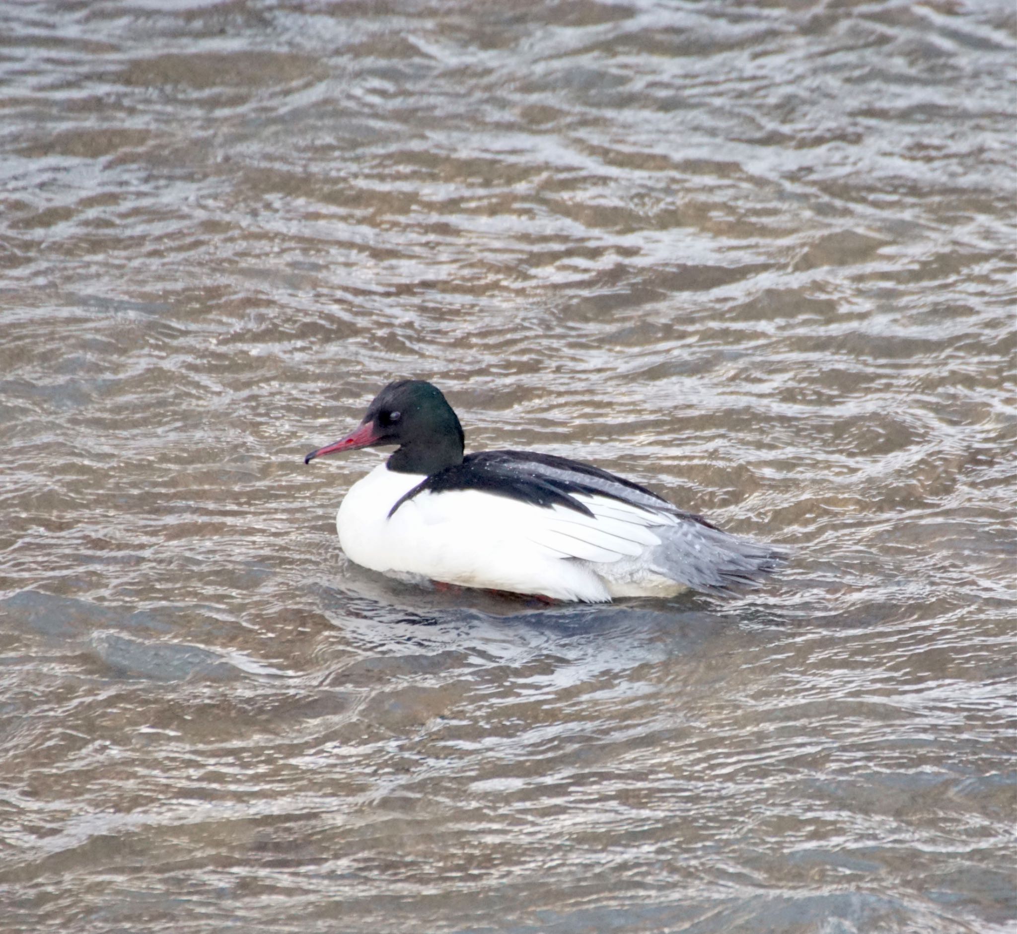 Photo of Common Merganser at 真駒内川 by xuuhiro