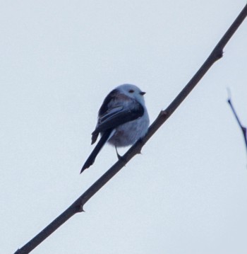 Long-tailed tit(japonicus) Makomanai Park Tue, 3/26/2024