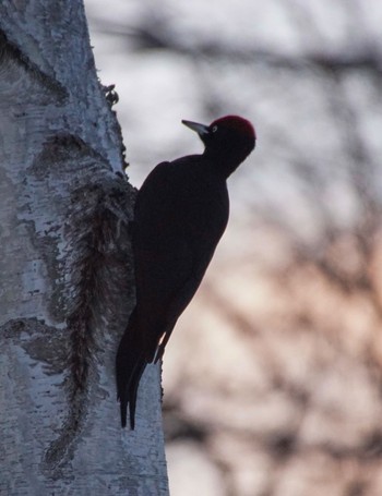 Black Woodpecker Makomanai Park Tue, 3/26/2024