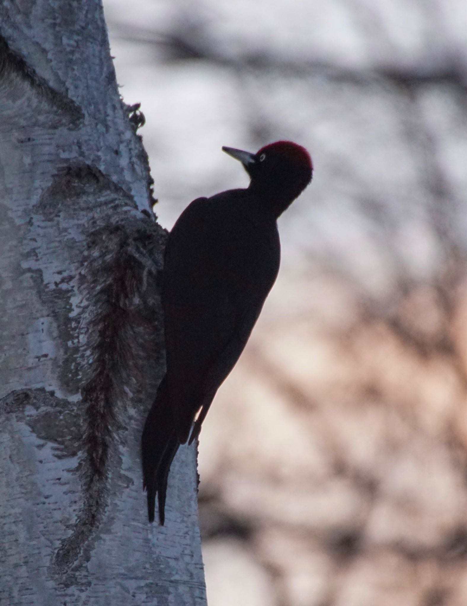 Photo of Black Woodpecker at Makomanai Park by xuuhiro