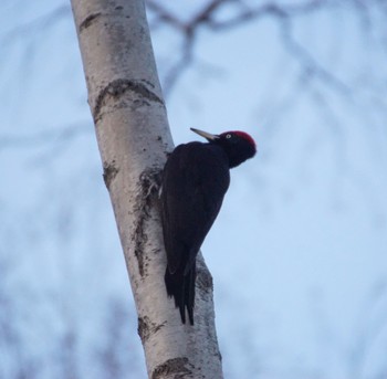 Black Woodpecker Makomanai Park Tue, 3/26/2024