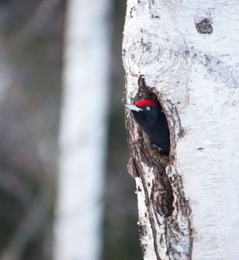 Black Woodpecker Makomanai Park Tue, 3/26/2024