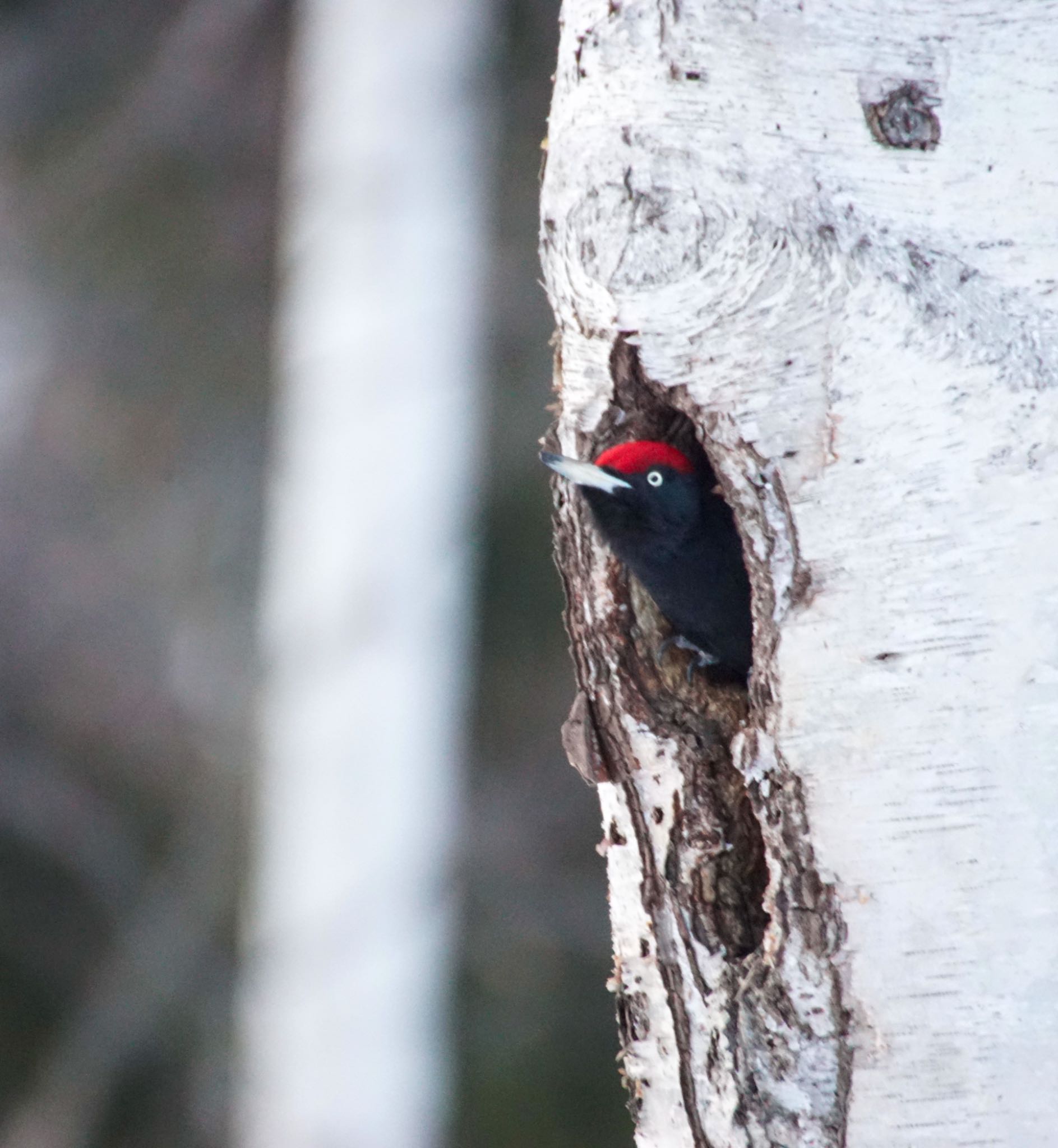 Photo of Black Woodpecker at Makomanai Park by xuuhiro