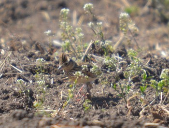 Eurasian Skylark 美濃加茂市 Wed, 3/27/2024