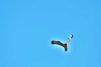 Crested Honey Buzzard Cape Irago Mon, 10/8/2018