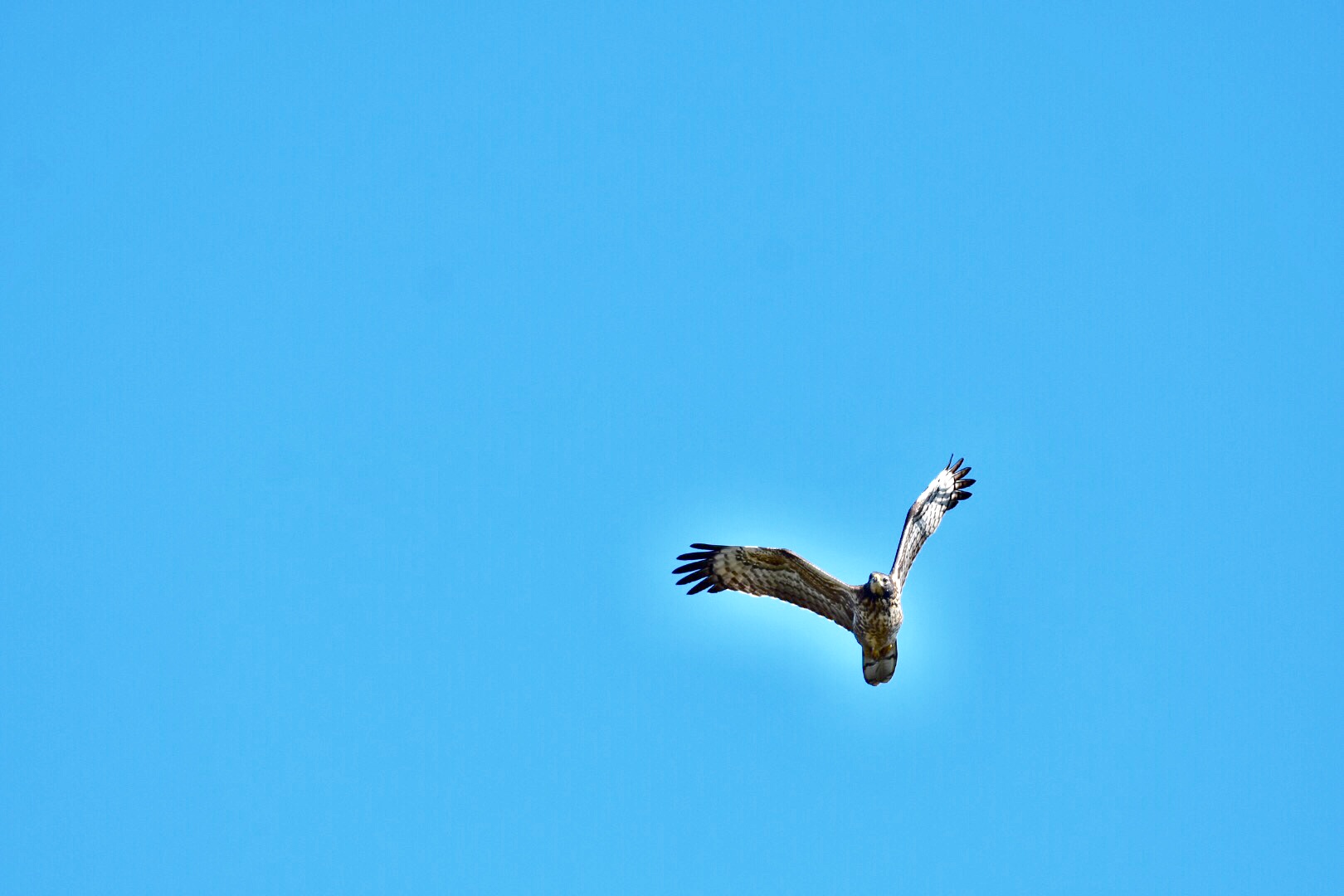 Photo of Crested Honey Buzzard at Cape Irago by pochino3298