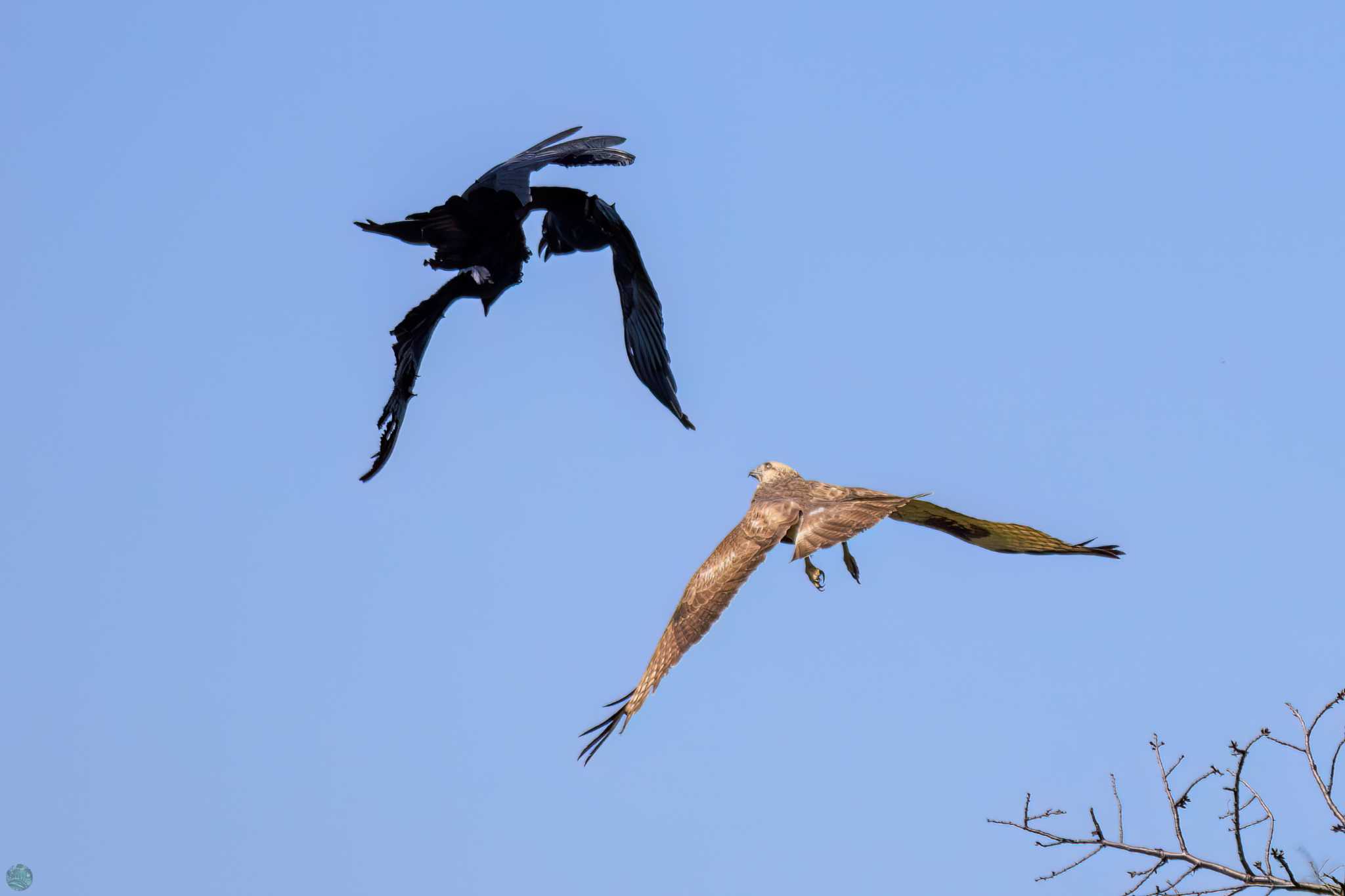 Eastern Buzzard