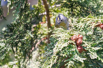 キクイタダキ 小石川植物園 2024年3月16日(土)