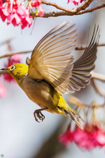 Warbling White-eye Koishikawa Botanic Garden Sat, 3/16/2024