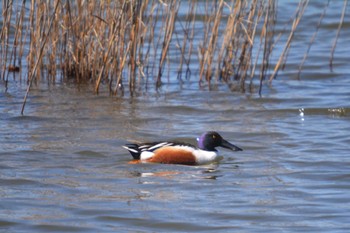 Northern Shoveler 美濃加茂市 Wed, 3/27/2024