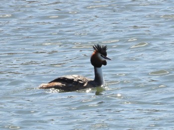 カンムリカイツブリ 葛西臨海公園 2024年3月27日(水)