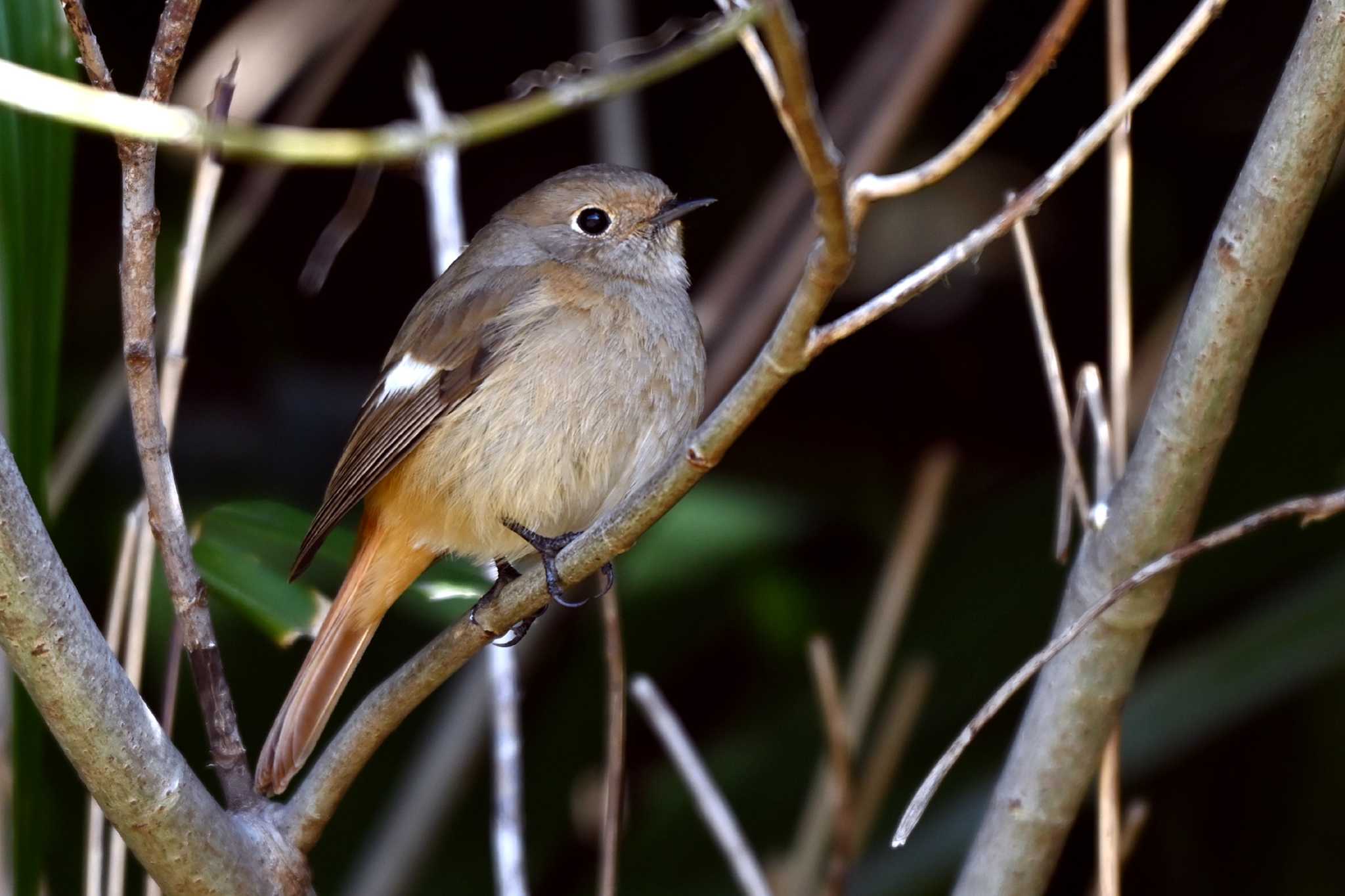 Photo of Daurian Redstart at 聚楽園公園 by ポッちゃんのパパ