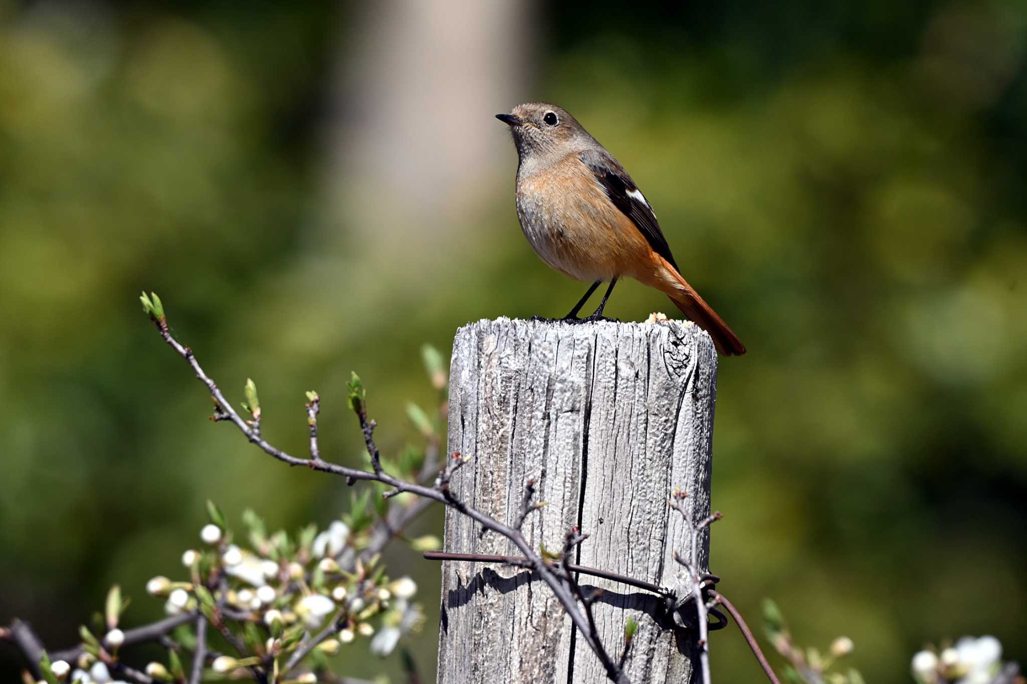 Photo of Daurian Redstart at 聚楽園公園 by ポッちゃんのパパ