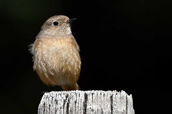 Daurian Redstart 聚楽園公園 Mon, 3/18/2024