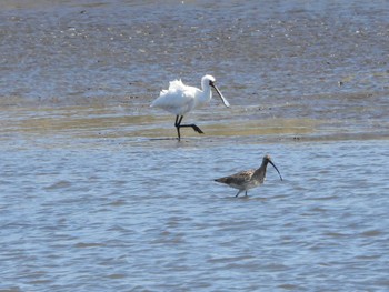 ホウロクシギ 葛西臨海公園 2024年3月27日(水)