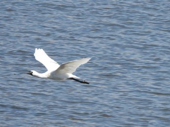 クロツラヘラサギ 葛西臨海公園 2024年3月27日(水)