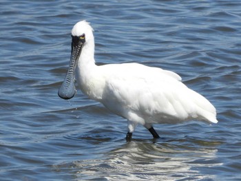 クロツラヘラサギ 葛西臨海公園 2024年3月27日(水)