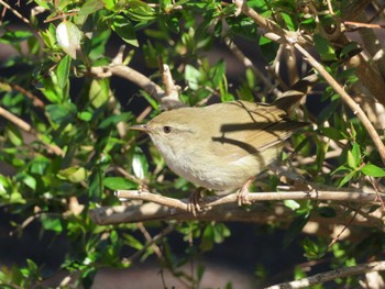 Japanese Bush Warbler Unknown Spots Wed, 3/27/2024