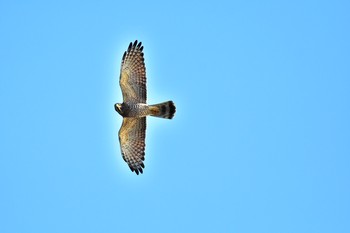 Grey-faced Buzzard Cape Irago Tue, 10/9/2018