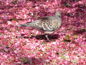 Oriental Turtle Dove Unknown Spots Wed, 3/27/2024