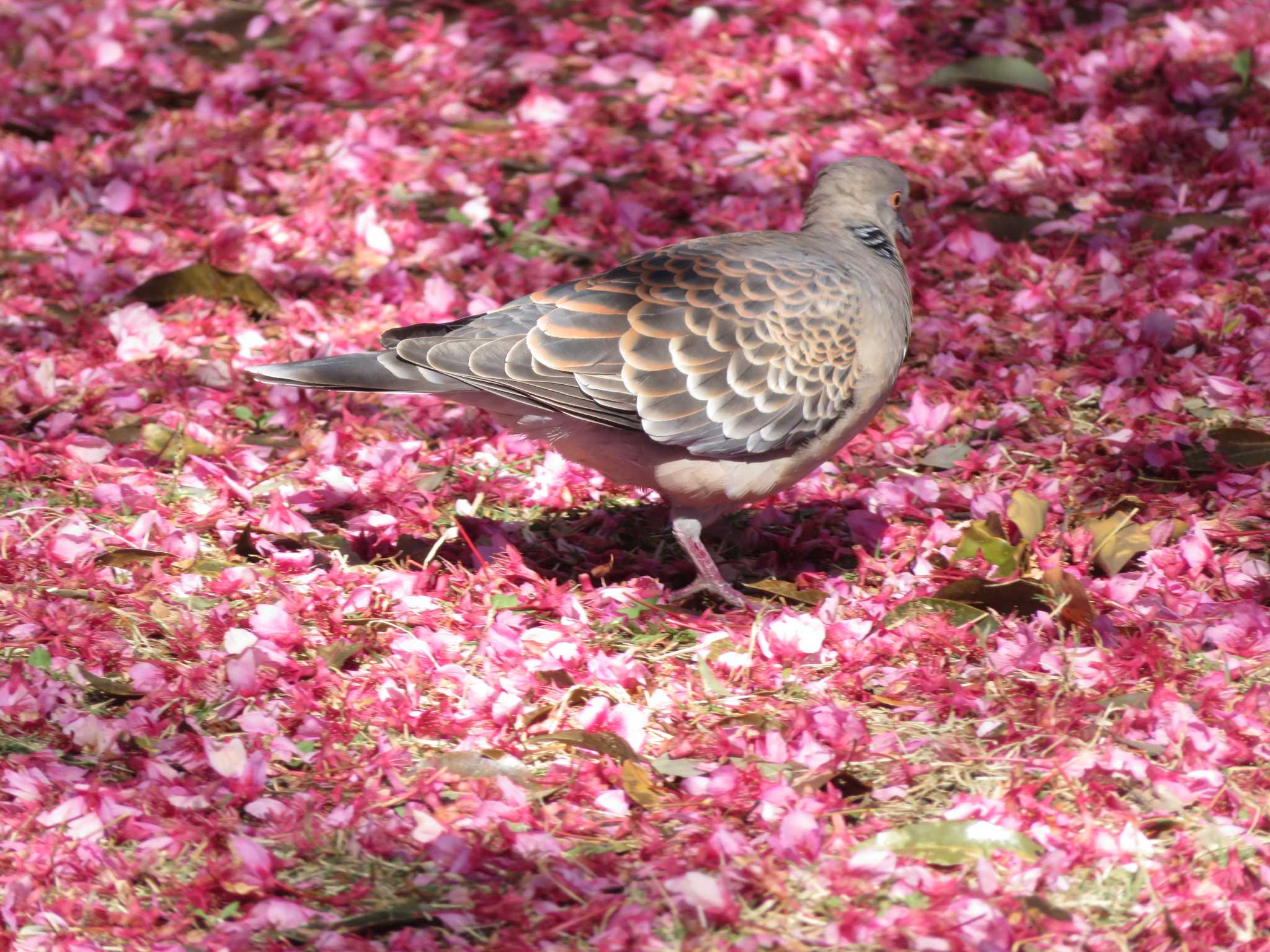 Photo of Oriental Turtle Dove at  by KAT