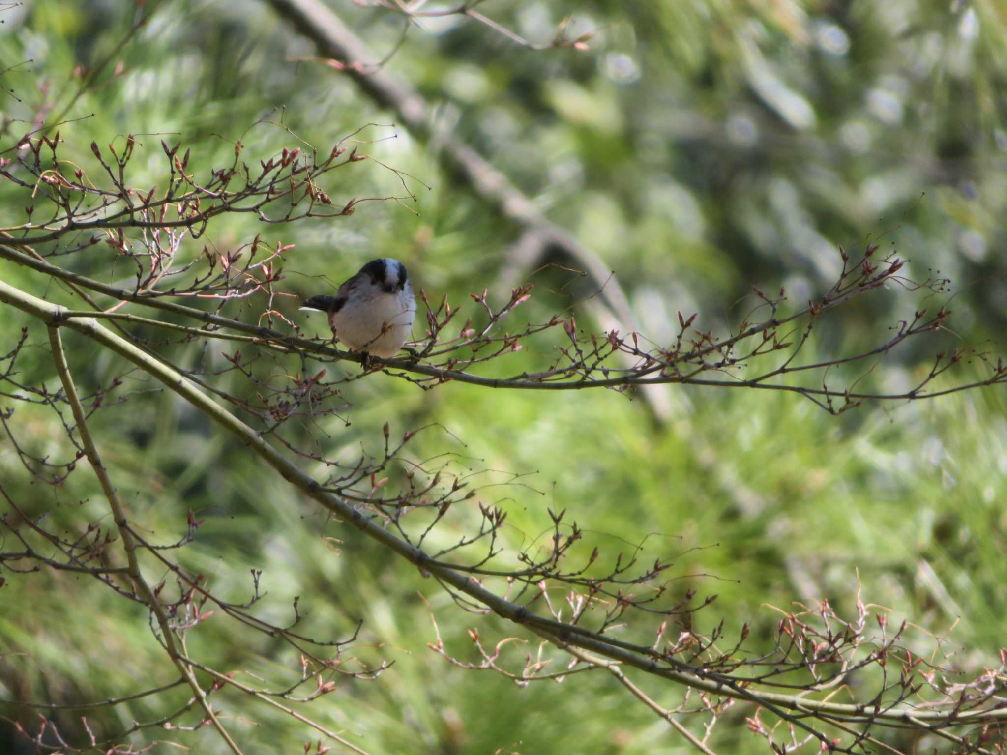 Photo of Long-tailed Tit at  by KAT