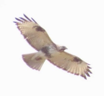 Eastern Buzzard 麻機遊水地 Wed, 3/27/2024