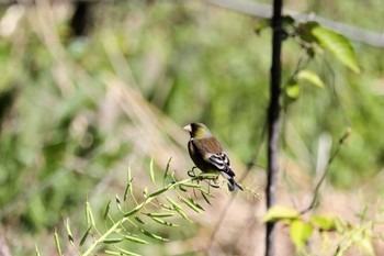 European Greenfinch 行徳鳥獣保護区 Wed, 3/27/2024