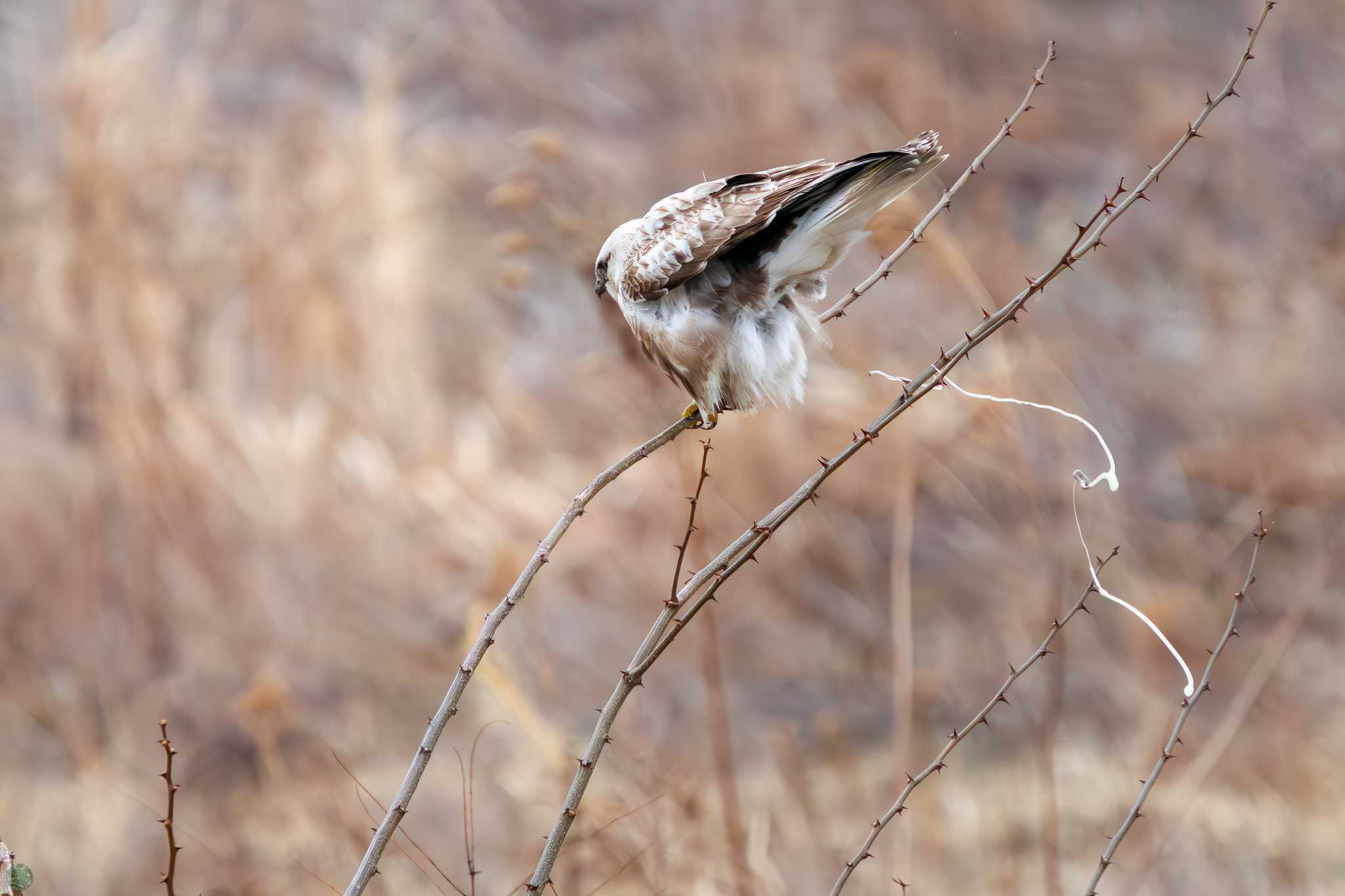 Photo of Rough-legged Buzzard at 利根川 by d3_plus