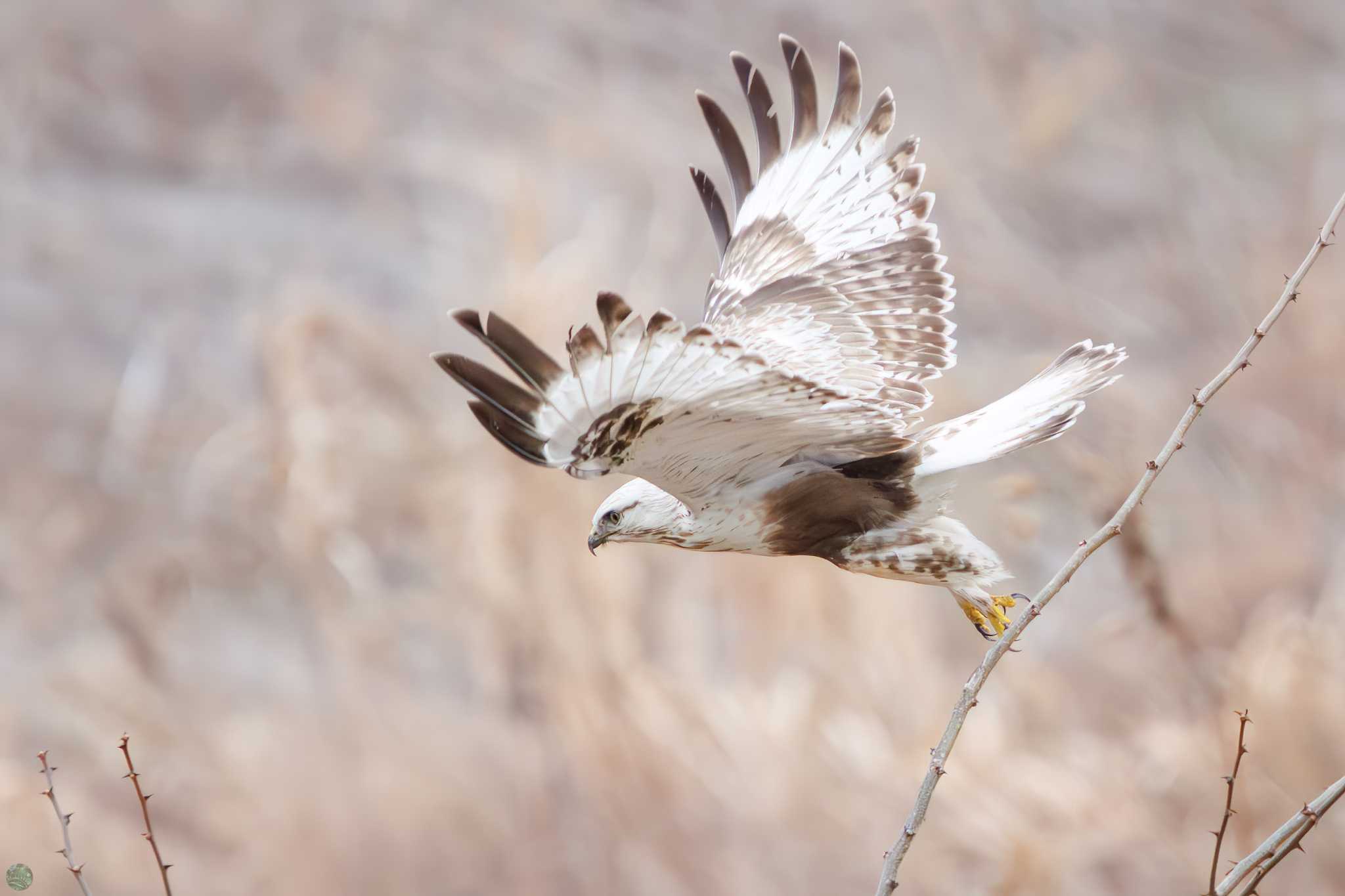 Rough-legged Buzzard