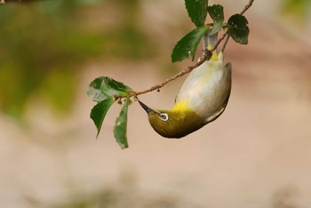 Warbling White-eye 愛知県 Sun, 3/24/2024