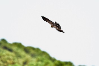 Grey-faced Buzzard Cape Irago Tue, 10/9/2018