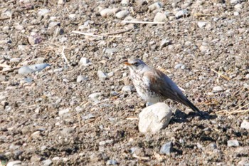 ノハラツグミ 利根川 2024年2月24日(土)