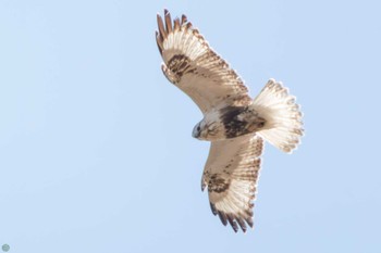 2024年2月24日(土) 利根川の野鳥観察記録