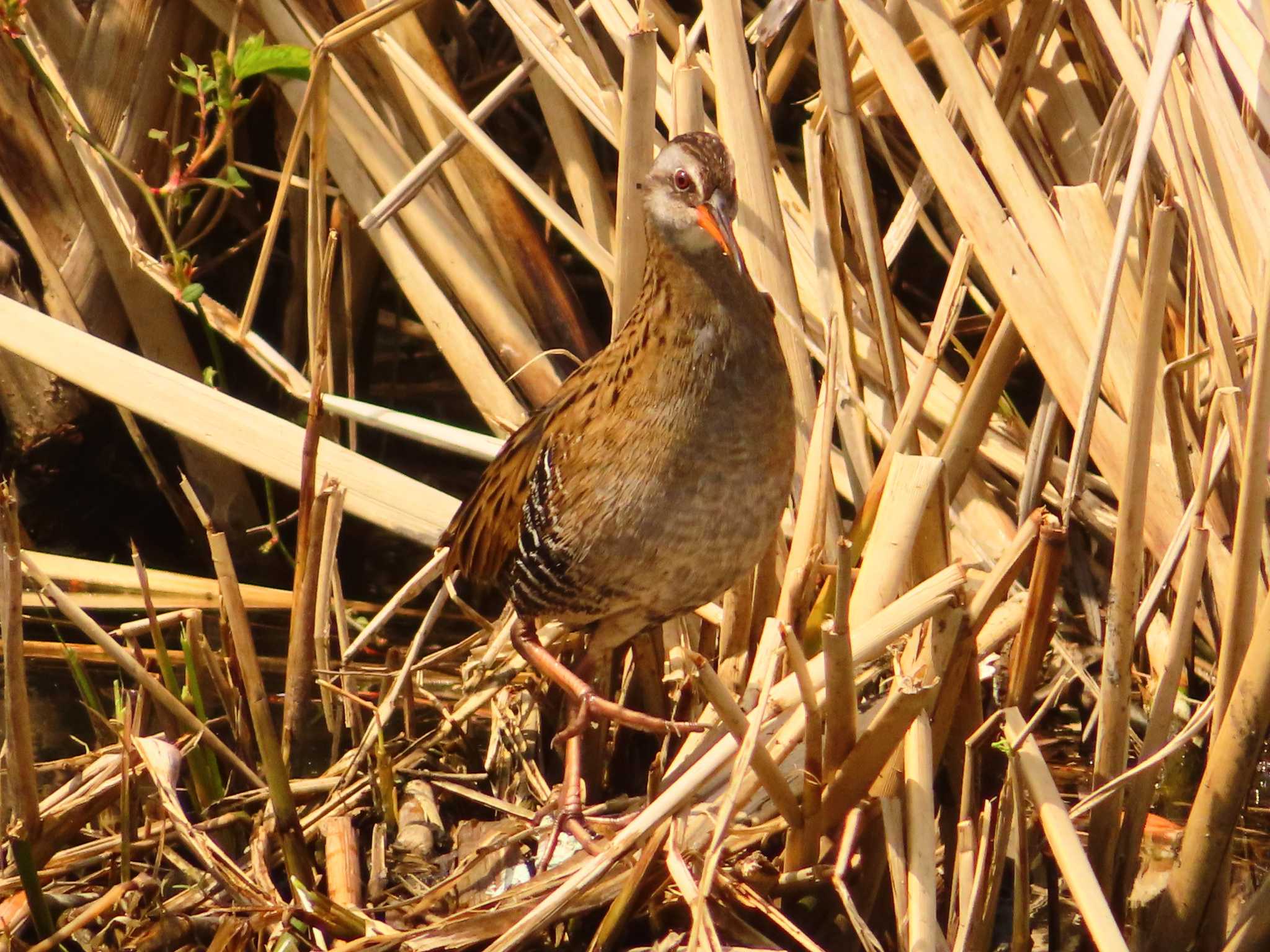 Brown-cheeked Rail