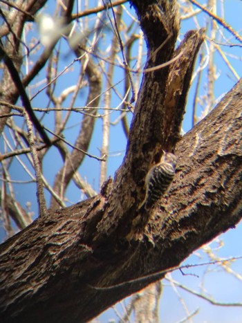 Japanese Pygmy Woodpecker 猪鼻湖周辺 Wed, 3/27/2024