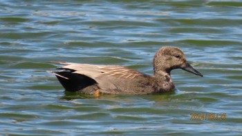 オカヨシガモ 葛西臨海公園 2024年3月27日(水)