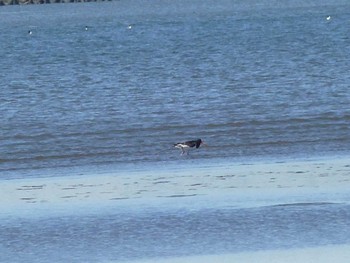 Eurasian Oystercatcher Kasai Rinkai Park Wed, 3/27/2024