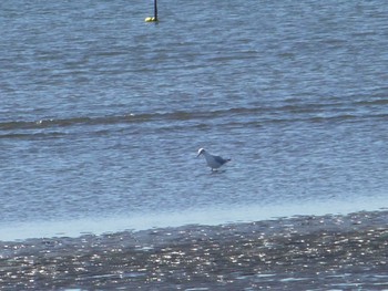 Black-headed Gull Kasai Rinkai Park Wed, 3/27/2024